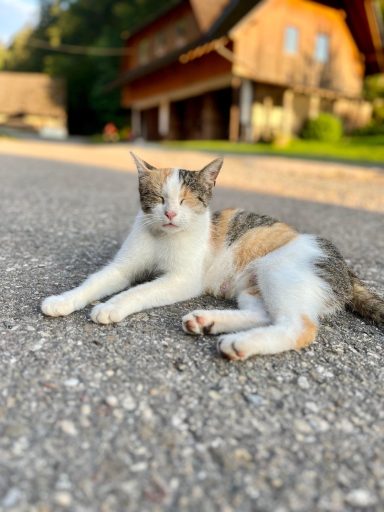 Katze in dreifarbiger Fellzeichnung liegt entspannt auf einer Straße vor einem Holzhaus.