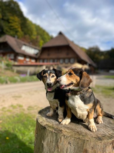 Zwei Hunde stehen auf einem Baumstamm vor einem traditionellen Holzhaus.