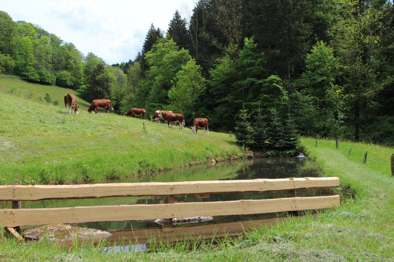 Genießen Sie ihre Zeit am Teich, dem Fischweiher mit eigenen Forellen