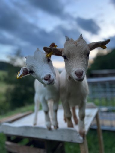 Zwei Ziegenkinder stehen nah beieinander auf einer Holzkonstruktion im Freien.