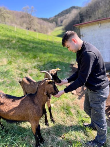 Junger Mann füttert zwei Ziegen auf einer grünen Wiese in bergiger Landschaft.