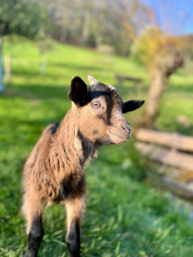 Eine Ziegenjunges steht auf grünem Gras vor einer landschaftlichen Kulisse.