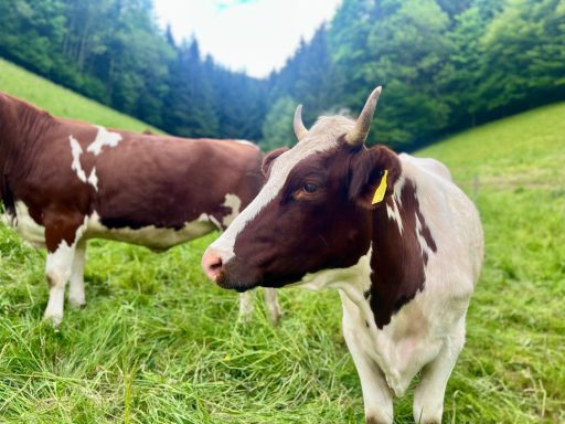 Braune und weiße Kühe auf einer grünen Wiese, umgeben von Bäumen.