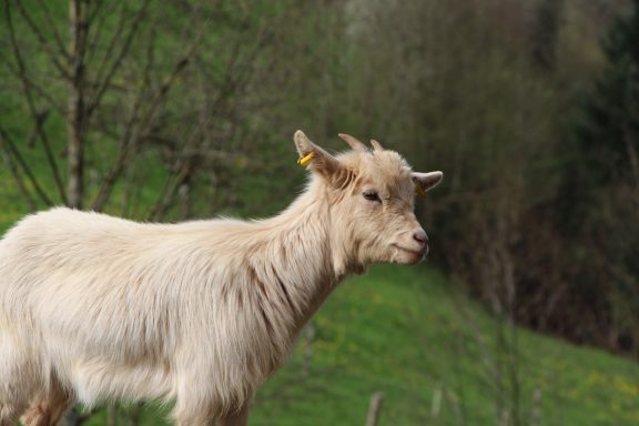 Der Hinterbauer Hof mit vielen Tiere die man streicheln und füttern kann. Zwergziegen, Katzen, Hühner, Hunde ,Schafe, Pferde, Hasen, Forelle