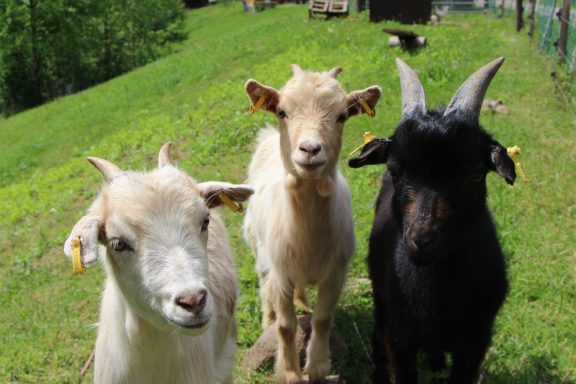 Der Hinterbauer Hof mit vielen Tiere die man streicheln und füttern kann. Zwergziegen, Katzen, Hühner, Hunde ,Schafe, Pferde, Hasen, Forelle