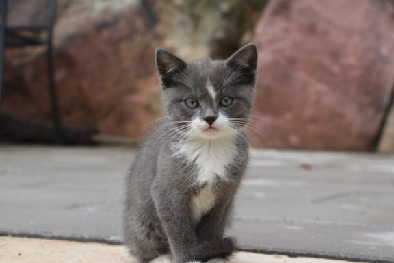 Der Hinterbauer Hof mit vielen Tiere die man streicheln und füttern kann. Zwergziegen, Katzen, Hühner, Hunde ,Schafe, Pferde, Hasen, Forelle