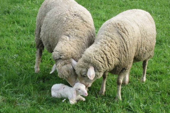 Der Hinterbauer Hof mit vielen Tiere die man streicheln und füttern kann. Zwergziegen, Katzen, Hühner, Hunde ,Schafe, Pferde, Hasen, Forelle