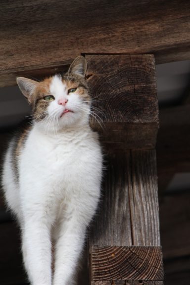 Der Hinterbauer Hof mit vielen Tiere die man streicheln und füttern kann. Zwergziegen, Katzen, Hühner, Hunde ,Schafe, Pferde, Hasen, Forelle