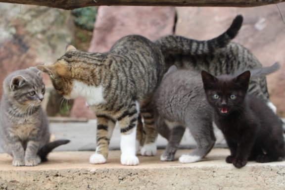 Der Hinterbauer Hof mit vielen Tiere die man streicheln und füttern kann. Zwergziegen, Katzen, Hühner, Hunde ,Schafe, Pferde, Hasen, Forelle