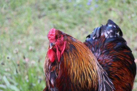 Der Hinterbauer Hof mit vielen Tiere die man streicheln und füttern kann. Zwergziegen, Katzen, Hühner, Hunde ,Schafe, Pferde, Hasen, Forelle