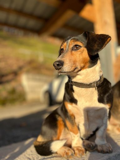 Der Hinterbauer Hof mit vielen Tiere die man streicheln und füttern kann. Zwergziegen, Katzen, Hühner, Hunde ,Schafe, Pferde, Hasen, Forelle