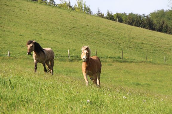 Der Hinterbauer Hof mit vielen Tiere die man streicheln und füttern kann. Zwergziegen, Katzen, Hühner, Hunde ,Schafe, Pferde, Hasen, Forelle